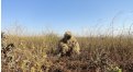 Маскировочный халат Taganrog Друид – купить по цене 3500 руб. в интернет-магазине в городе Омск картинка 17